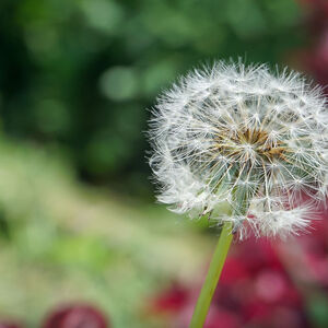 stock photo of dandelion